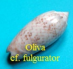 Oliva (Strephona) cf fulgurator